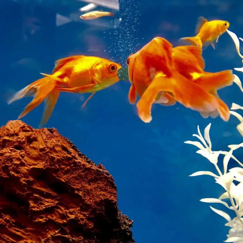 100-3000pcs High Purity Spirulina Tablets Are Rich In Spirulina. Pet Favorite Fish Feed, Shrimp And Fish Food, Aquarium